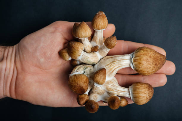 A Tasty Twist on Wellness: Exploring the Delightful World of Mushroom Gummies